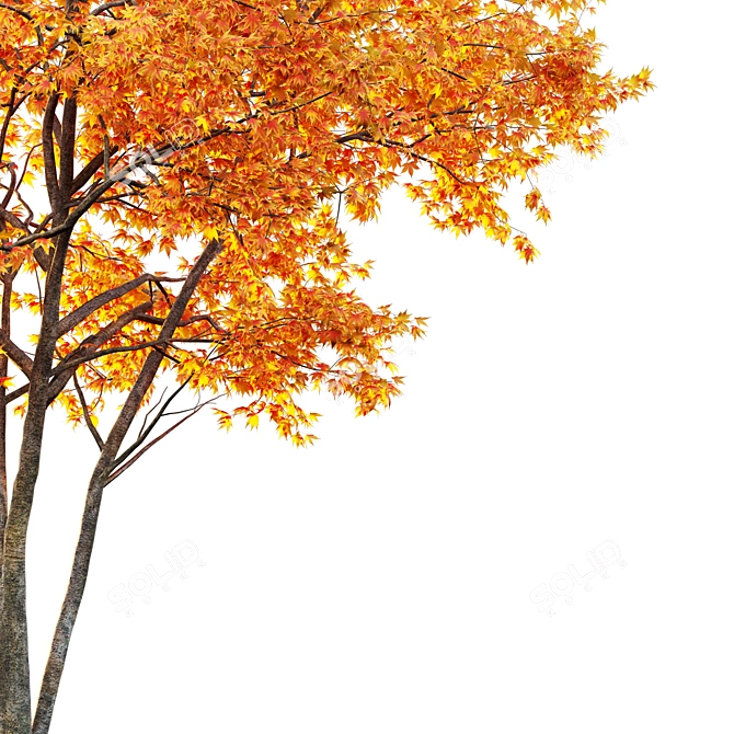 Japanese Maple Tree: Acer P. 3D model image 3
