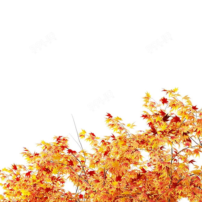 Japanese Maple Tree: Acer P. 3D model image 4