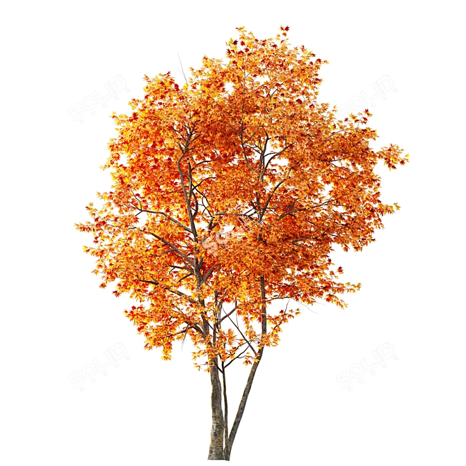 Japanese Maple Tree: Acer P. 3D model image 5