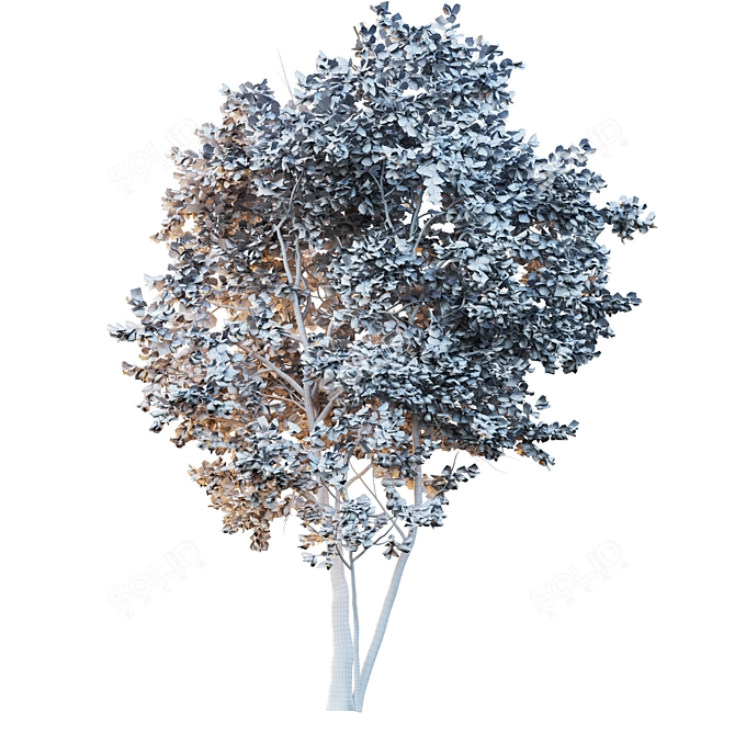 Japanese Maple Tree: Acer P. 3D model image 6