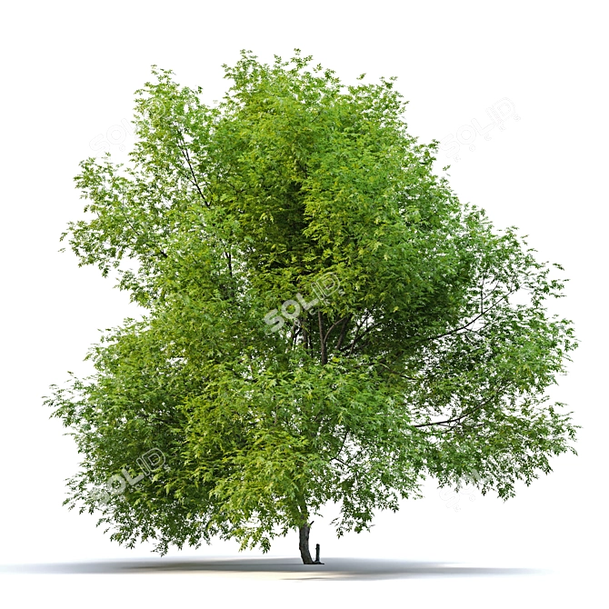 Premium Pecan Tree: Lifelike, Versatile 3D model image 2