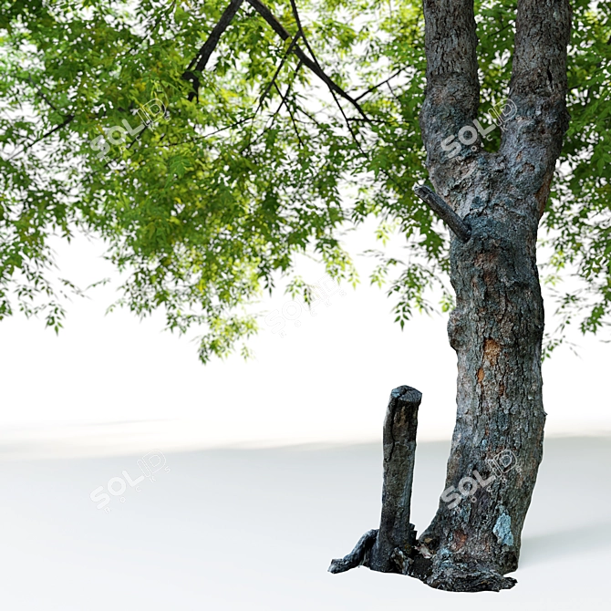 Premium Pecan Tree: Lifelike, Versatile 3D model image 4