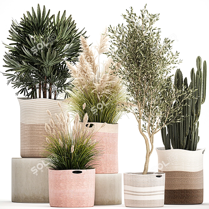 Indoor Plant Collection: Exotic Olive, Cacti & Pampas Grass 3D model image 1