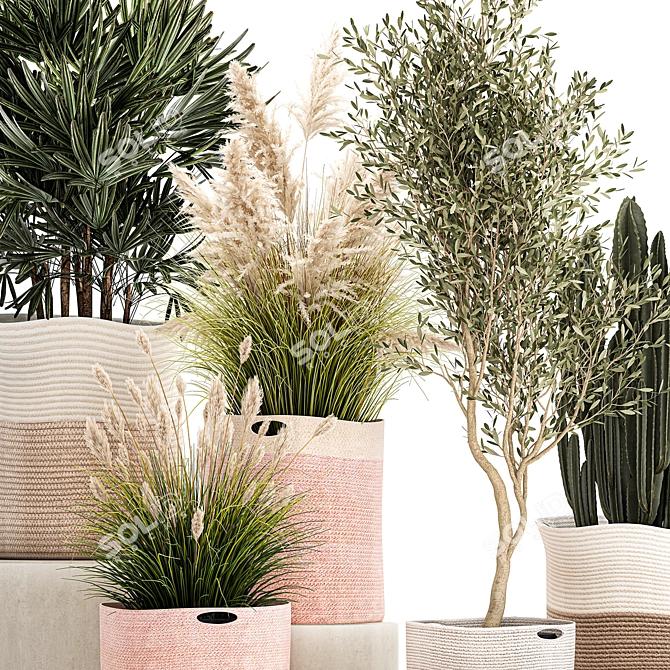 Indoor Plant Collection: Exotic Olive, Cacti & Pampas Grass 3D model image 2