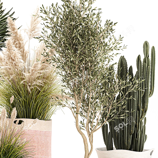 Indoor Plant Collection: Exotic Olive, Cacti & Pampas Grass 3D model image 5