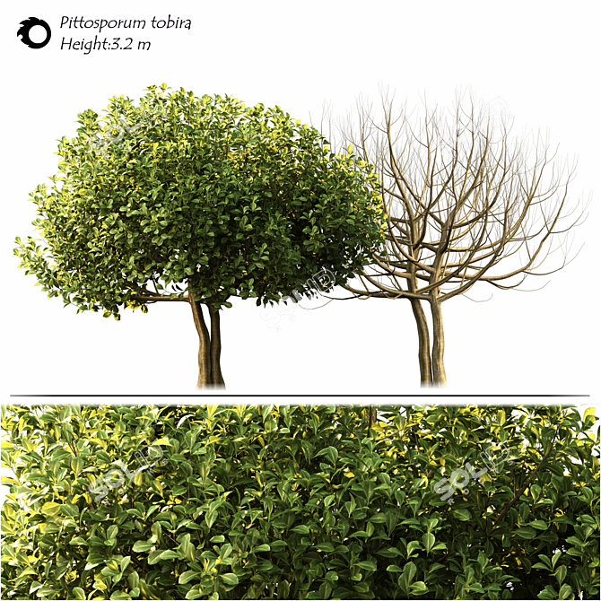 Elegant Pittosporum Tobira for Exquisite Landscaping 3D model image 2