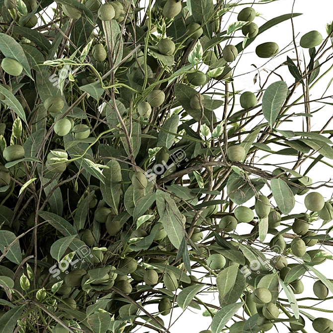 Olive Oasis: Indoor Plant Set 3D model image 2