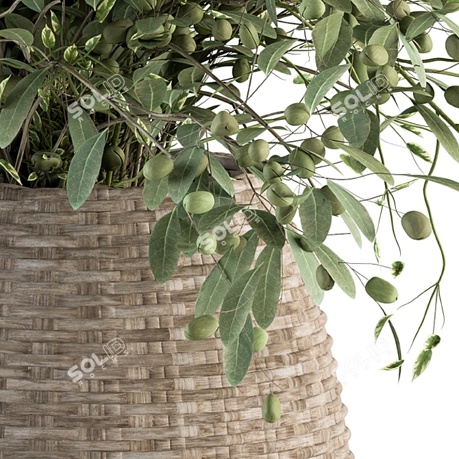 Olive Oasis: Indoor Plant Set 3D model image 3