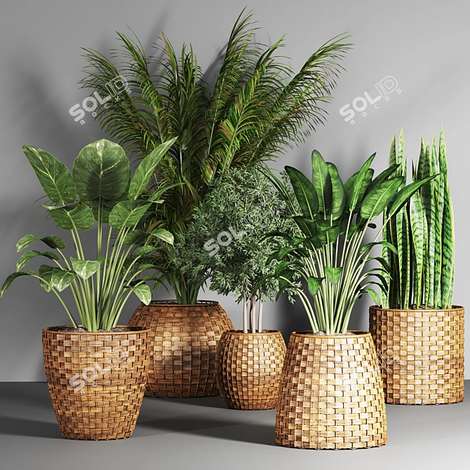 20 Indoor Plant Collection 3D model image 2