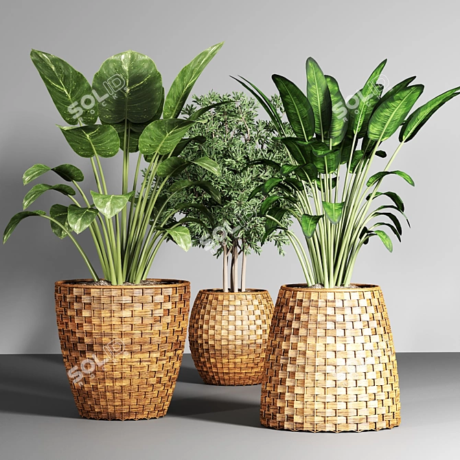 20 Indoor Plant Collection 3D model image 4
