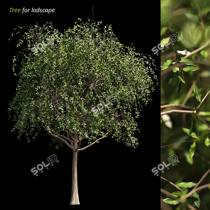 Evergreen Landscape Tree 3D model image 1