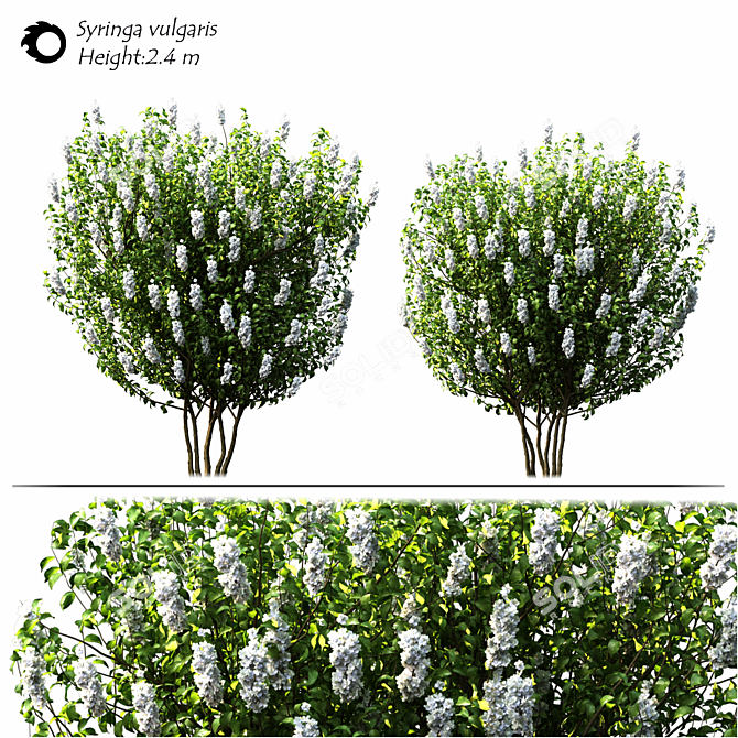 Syringa_vulgaris: Exquisite 2014 Floral Beauty! 3D model image 2