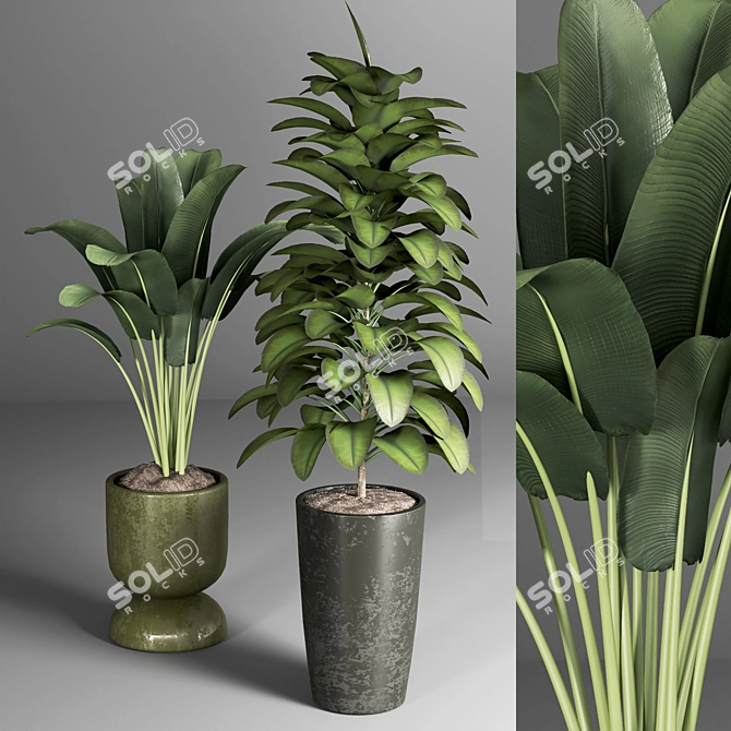Indoor Plant Collection: 22 Varieties 3D model image 4