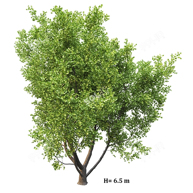 Corona Render Tree: High Poly, Stunning Landscape 3D model image 2