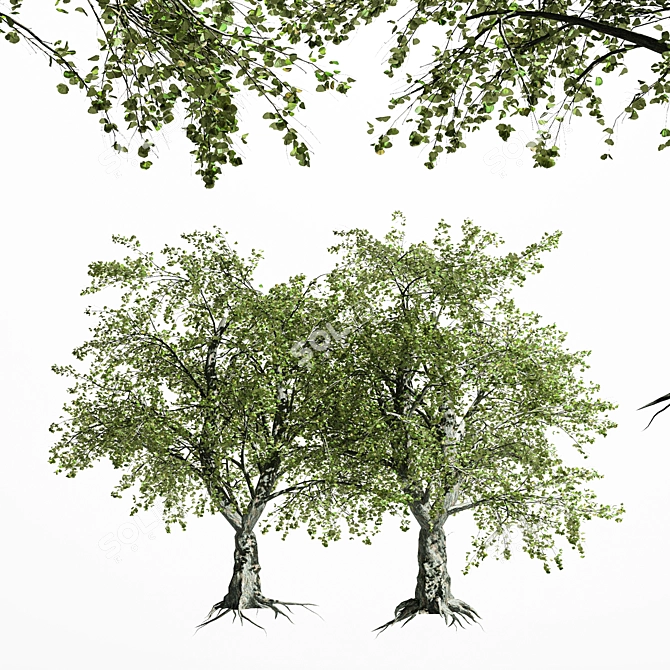 Variety of Tree-Katsura - 4 Different Sizes & Materials 3D model image 1