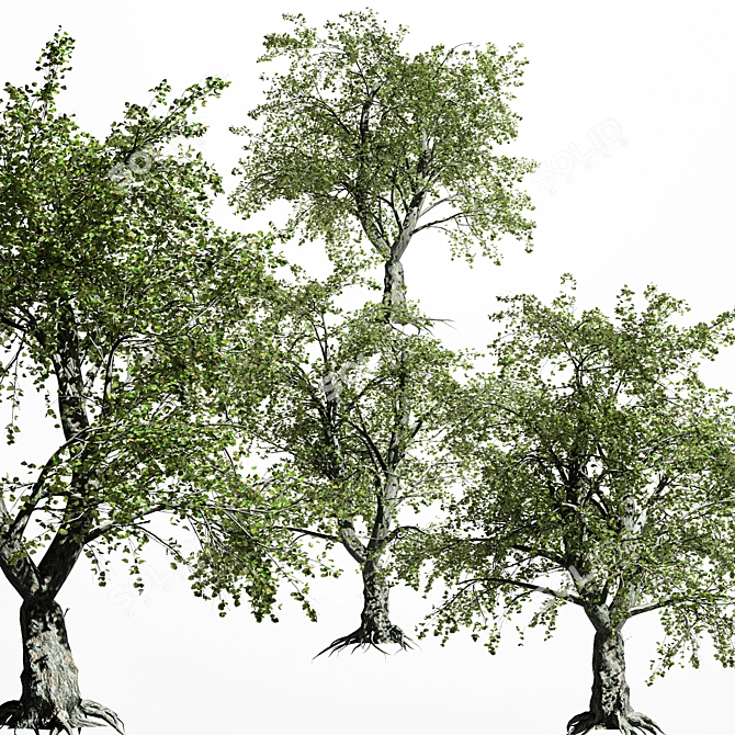 Variety of Tree-Katsura - 4 Different Sizes & Materials 3D model image 2
