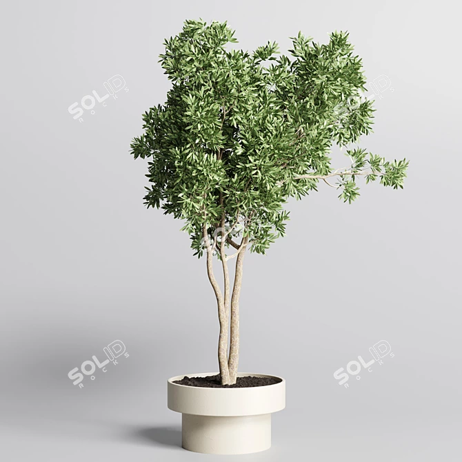 Minimalistic Indoor Plant Collection 3D model image 3