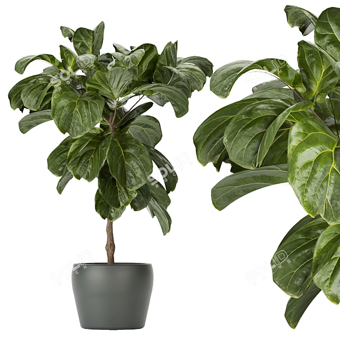 286 Indoor Leaf Collection: High-Quality, Lightweight Plants 3D model image 4