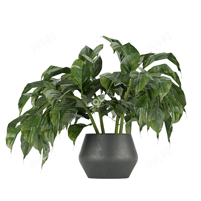 Greenery Delight: Indoor Aglaonema Leaf Collection 3D model image 5