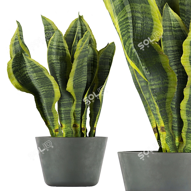 Indoor Sansveria Leaf Collection - Vol. 292 3D model image 6