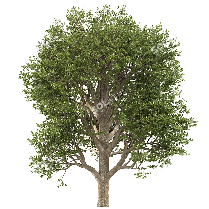 Formosan Gum Trees - 2 Sizes 3D model image 2