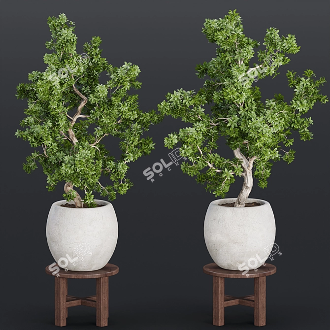 Indoor Greenery Collection Vol. 63 3D model image 1