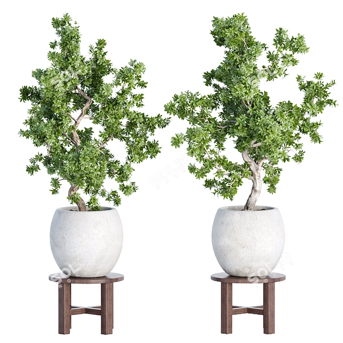 Indoor Greenery Collection Vol. 63 3D model image 5