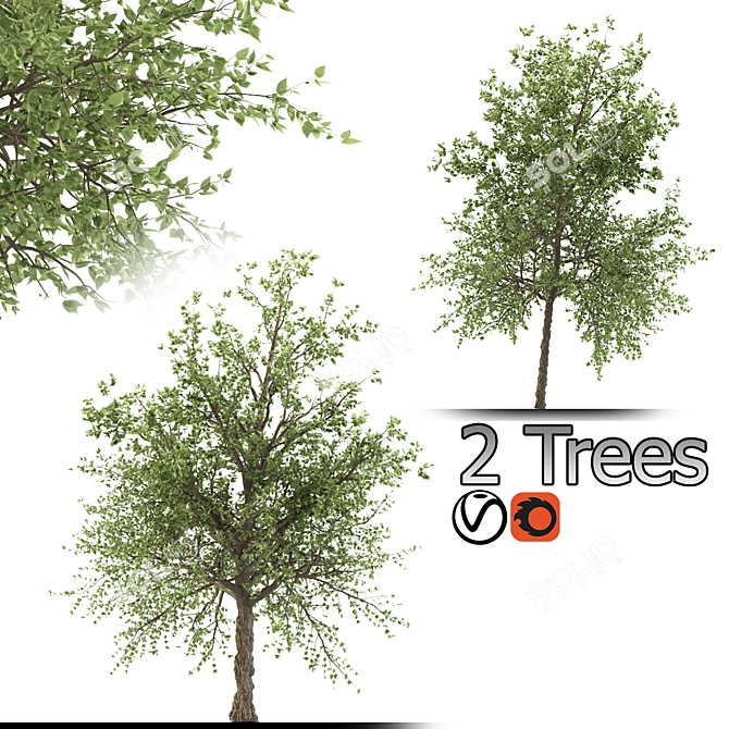 Taiwan Beech: 2 Trees, 2 Sizes 3D model image 1