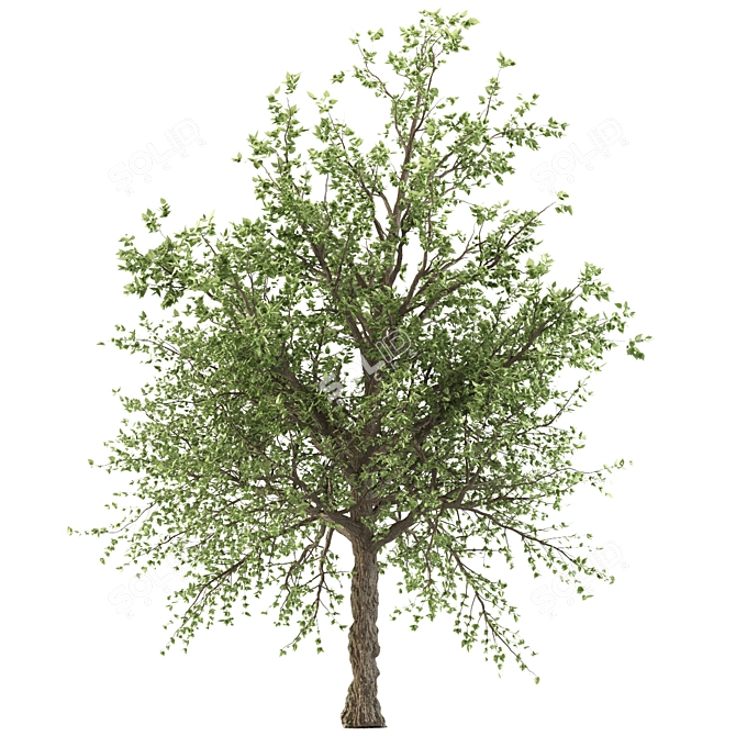 Taiwan Beech: 2 Trees, 2 Sizes 3D model image 2