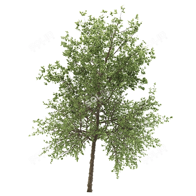 Taiwan Beech: 2 Trees, 2 Sizes 3D model image 3