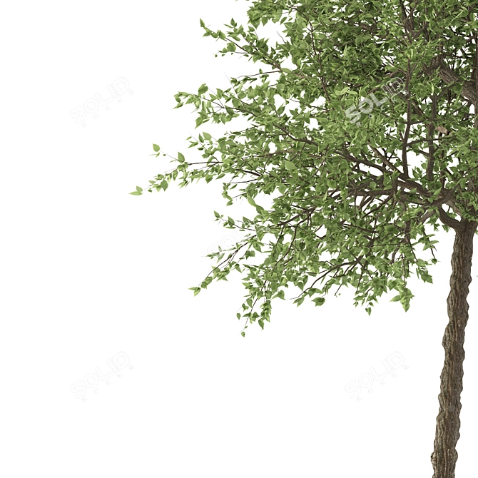 Taiwan Beech: 2 Trees, 2 Sizes 3D model image 4