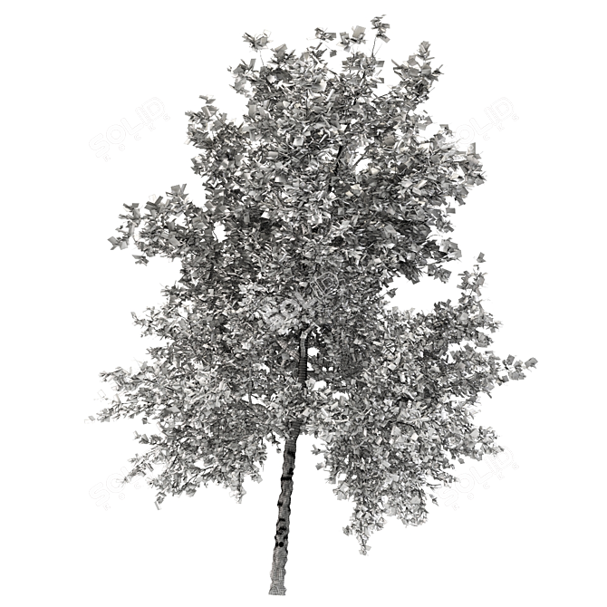 Taiwan Beech: 2 Trees, 2 Sizes 3D model image 5