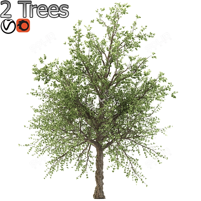 Taiwan Beech: 2 Trees, 2 Sizes 3D model image 6