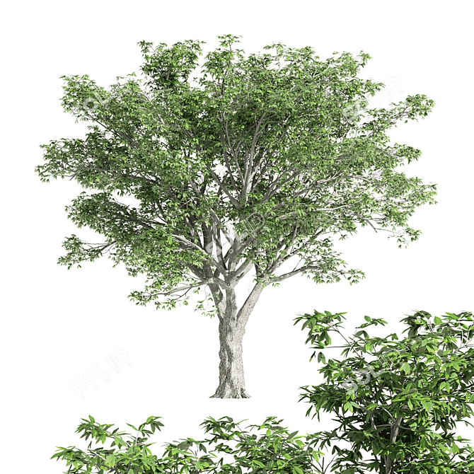 Majestic American Elm Tree 3D model image 1