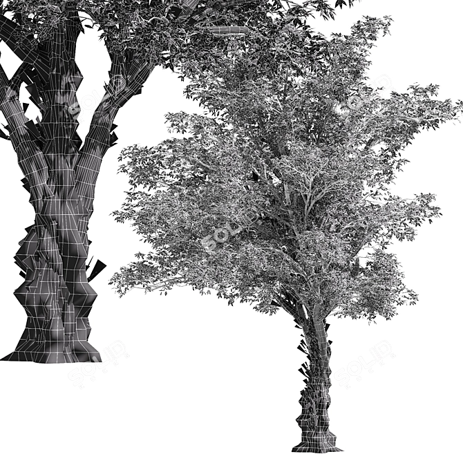 Majestic American Elm Tree 3D model image 3