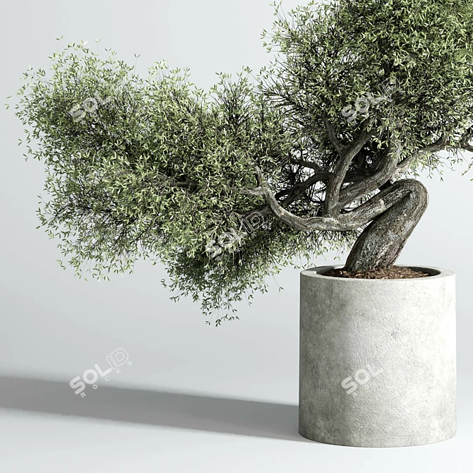 Concrete Bonsai Vase - Outdoor Plant Pot 3D model image 3