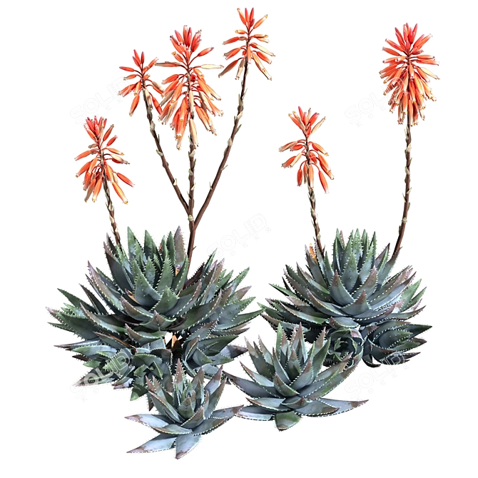 Compact Short Leaf Aloe 3D Model 3D model image 3