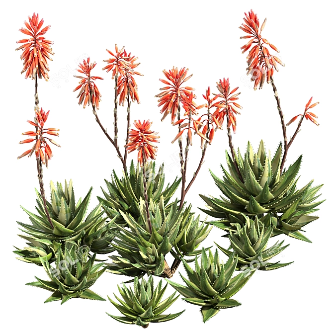 Aloe Brevifolia: Premium Short Leaf Succulent 3D model image 1