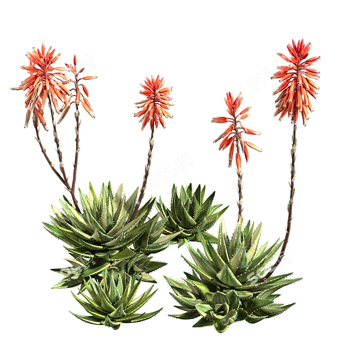 Aloe Brevifolia: Premium Short Leaf Succulent 3D model image 3