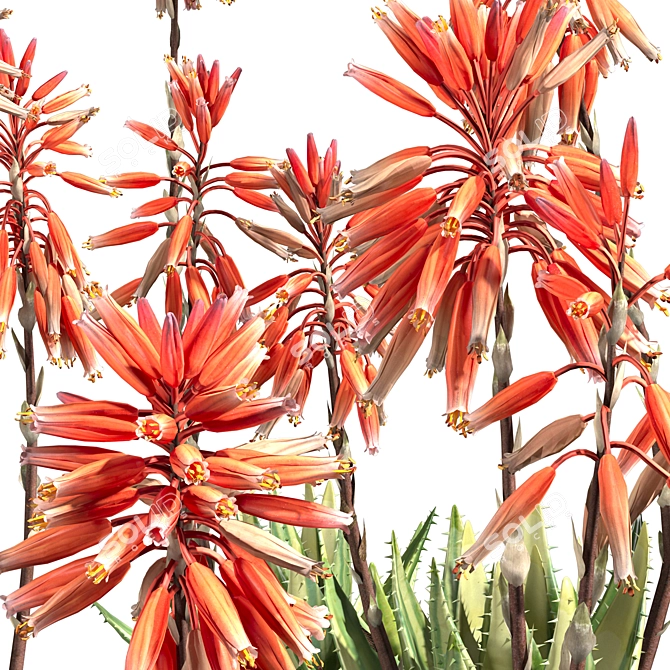 Aloe Brevifolia: Premium Short Leaf Succulent 3D model image 5