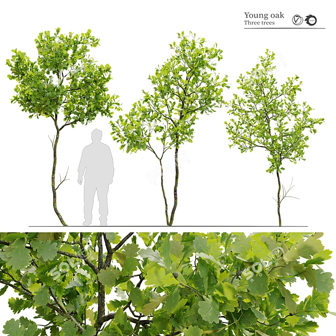 3m Young Oak Trees - Set of 3 3D model image 1