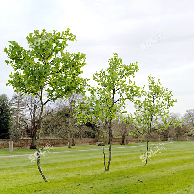 3m Young Oak Trees - Set of 3 3D model image 2