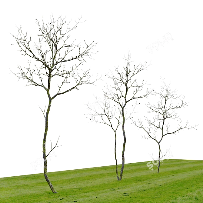 3m Young Oak Trees - Set of 3 3D model image 5