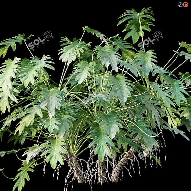 Philodendron Xanadu Plant 3D Models 3D model image 2