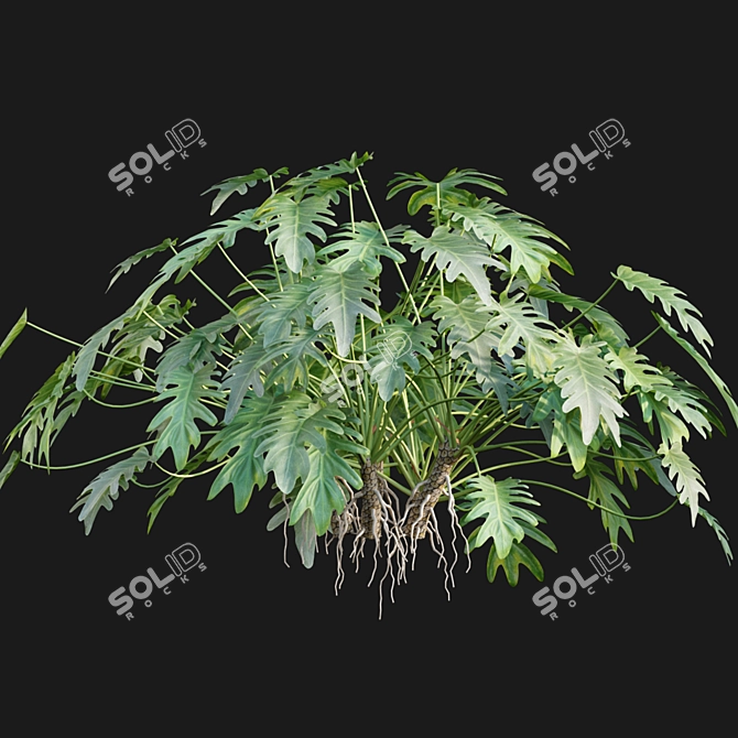 Philodendron Xanadu Plant 3D Models 3D model image 5