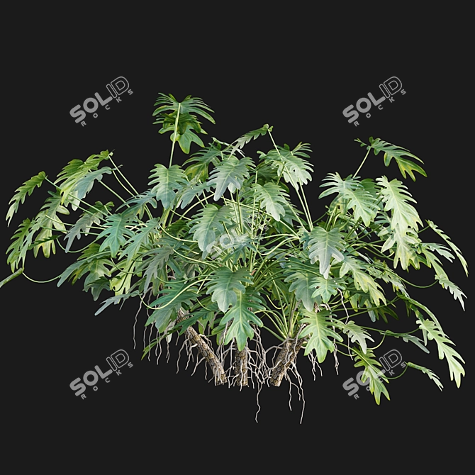 Philodendron Xanadu Plant 3D Models 3D model image 6