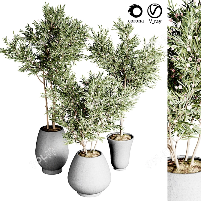 Indoor Plant Collection: 24 Exquisite Varieties 3D model image 1