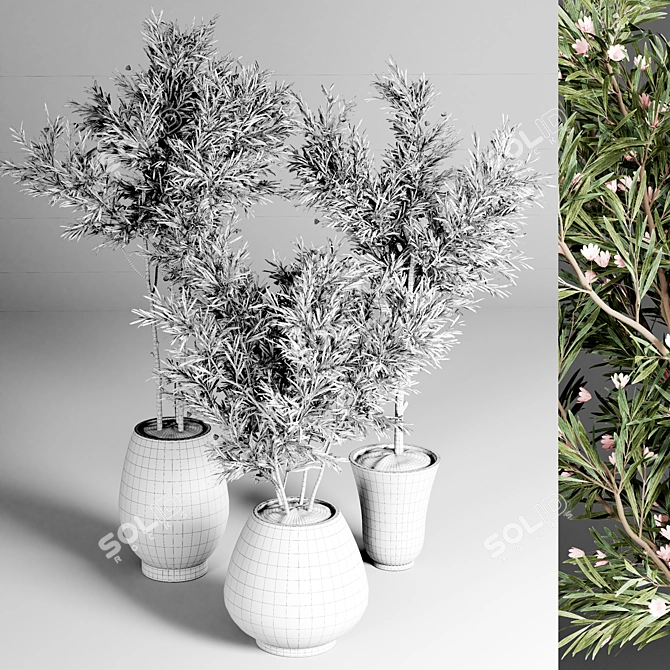 Indoor Plant Collection: 24 Exquisite Varieties 3D model image 5