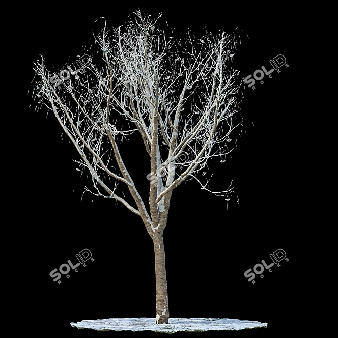 Snow-Covered Rowan Tree 3D model image 1
