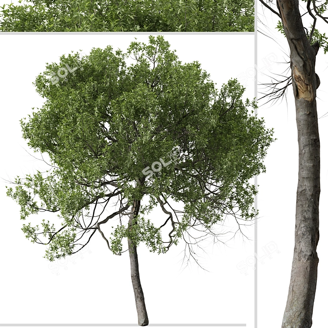 Lemonwood Tree: Fragrant Native Evergreen 3D model image 2